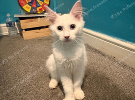 XXL Russian Mainecoon Kittens! 2 left now ready go