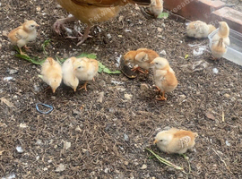 10chicks with mother game birds ready to leave