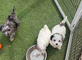 3 beautiful Maltipoos