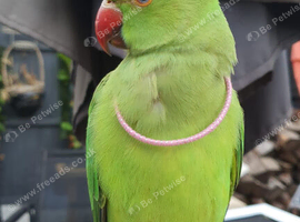 Baby Green Ringneck talking Parrot
