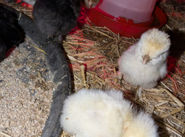 Chicks for sale