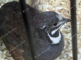 Quails