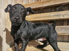 Black male puppy