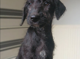 Bedlington x whippets