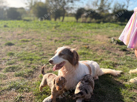 Sprollie x cocker pups