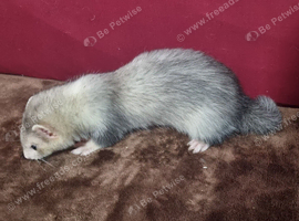 ferrets 12 weeks old jills and hobs