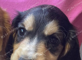 COCKER SPANIEL PUPS