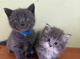 Beautiful grey kittens, Bristol