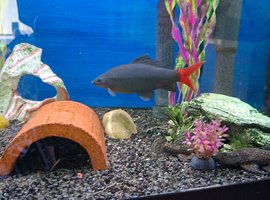 Redtail shark, plus