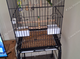 Bird