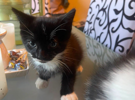 Adorable playful kittens in Croydon