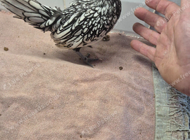 Sebright cock