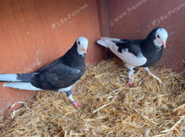 Birmingham rollers pigeons
