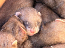 Polecats Ferrets