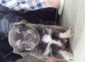Chihuahua pups