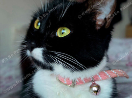 1 year old jinx