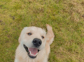 Male Golden retriever pure breed