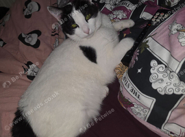 Female cat 2 years old