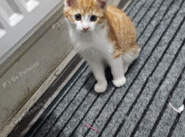 Kittens for sale