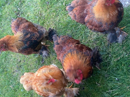 Silkie x Bantam chickens for sale