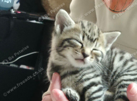 3 tabby kittens ready in 2 week
