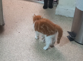 4 very beautiful,  cute adorable kittens for sale