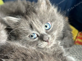 Gorgeous healthy kittens