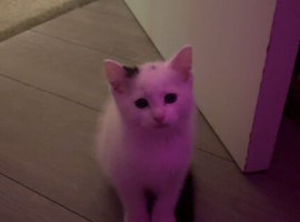 kitten for sale