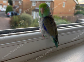 Pacific parrotlet