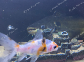 Large catfish