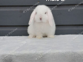 Purebred mini lop rabbits