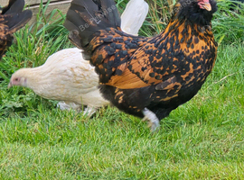 Gold Spangled Thuringian Bantam Pullets