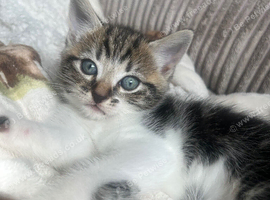Tabby girl available