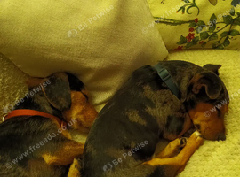 2 x Dachshund Cross