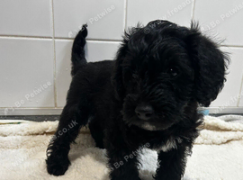 Miniature Schnoodle F1 Puppies