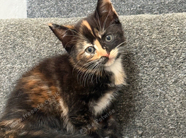 6 lovely kittens ready for rehoming :)