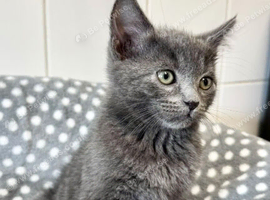 kittens