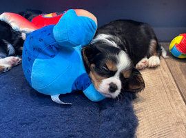 Gorgeous Cavalier Puppies
