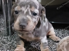 Miniature Dachshounds