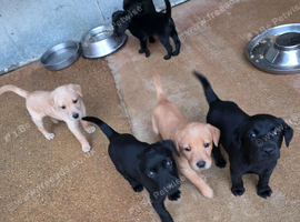 KC registered labrador puppies