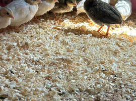 Button quail for sale
