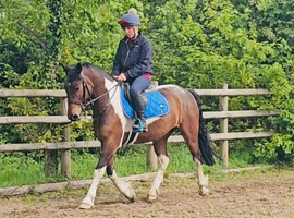 15hh Irish cob
