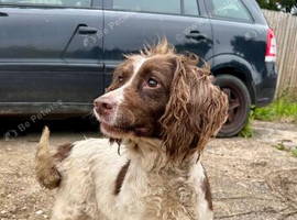Beautiful 2 year old female springer
