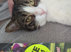 2 female cats for rehoming
