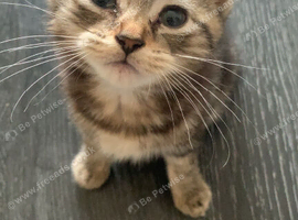 Kittens for sale
