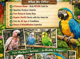 All parrots and birds welcome