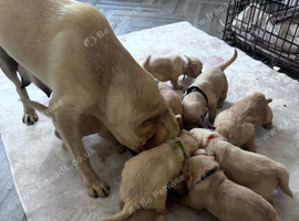 Labradoodle puppies for sale