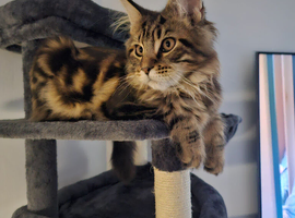 6 MONTH MAINE COON TABBY BOY FOR SALE