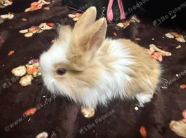 7 lionhead bunnies