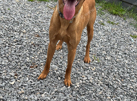Red fox Labrador